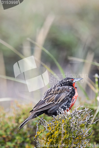 Image of Long tailed meadowlark on flower