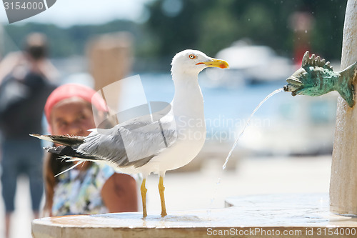 Image of Seagull on water fountain in city