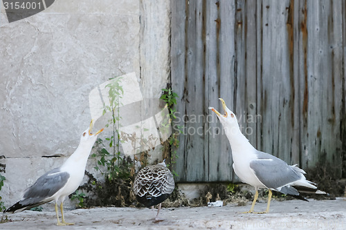 Image of Three seagulls on concrete