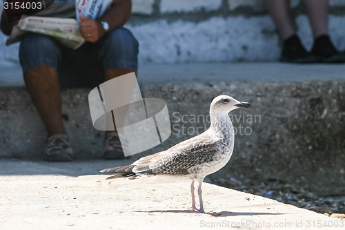 Image of Side view of seagull standing on floor