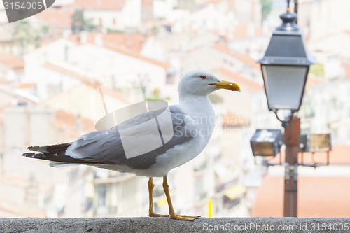 Image of Seagull in city