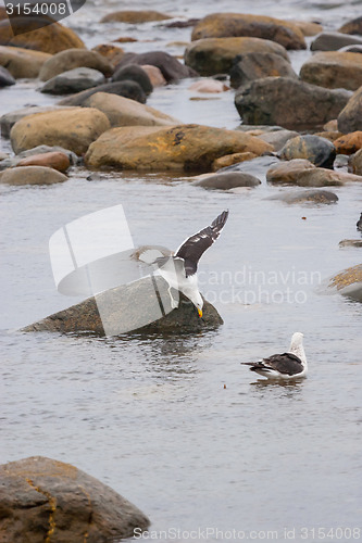 Image of Seagulls in shoal