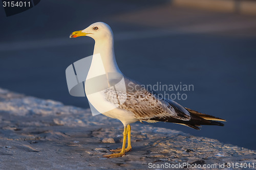 Image of Side view of gull 