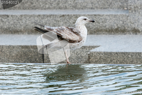 Image of Seagull on water fountain