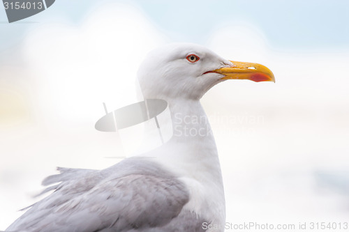 Image of Seagull