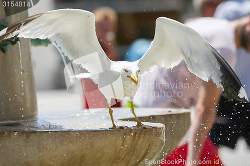 Image of Seagull spreading wings on water fountain