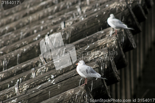 Image of Two seagulls on roof