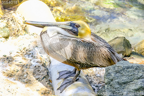 Image of Yellow head pelican