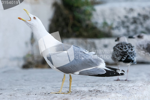 Image of Seagull with open mouth