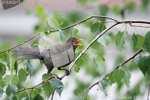 Image of Blackbird in nature