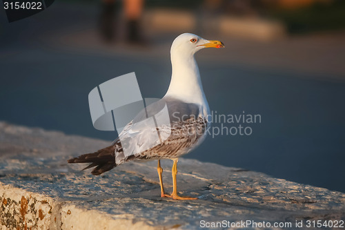 Image of Side view of seagull 