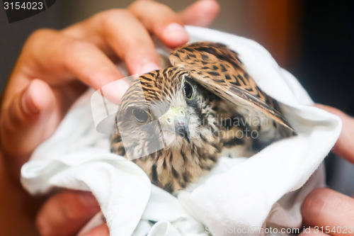 Image of Lanner falcon