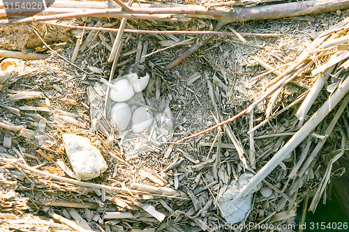 Image of Bird eggs in nest