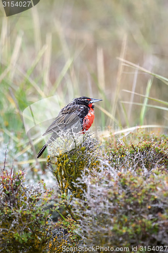 Image of Long tailed meadowlark