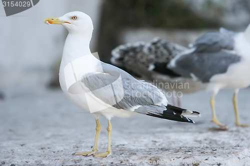 Image of Side view of seagull on concrete