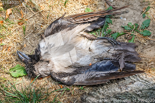 Image of Dead crow