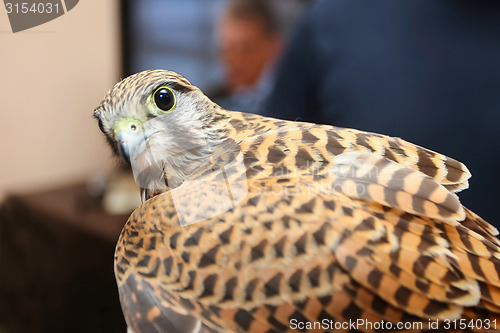 Image of Lanner falcon looking at camera