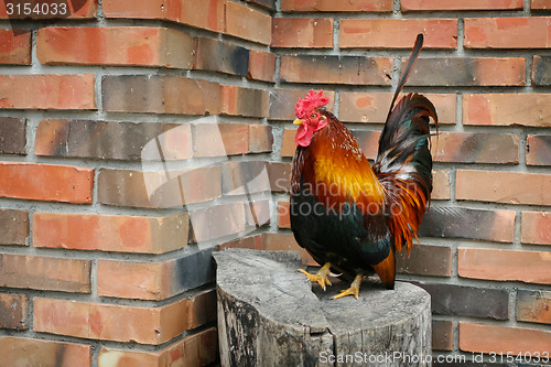 Image of Rooster on stump