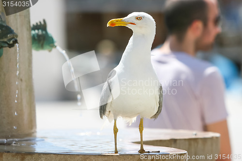 Image of Seagull standing on fountain
