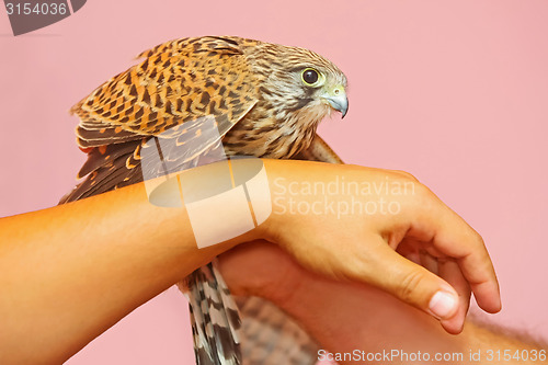 Image of Lanner falcon on human hands