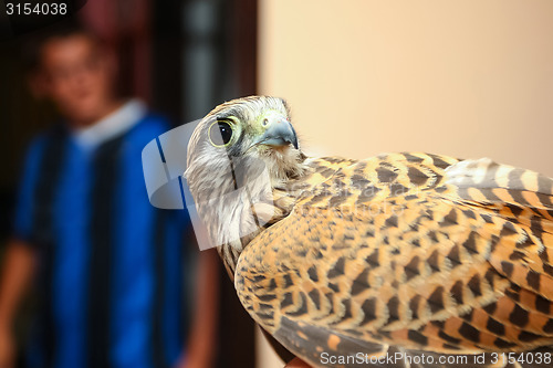 Image of Lanner falcon indoors