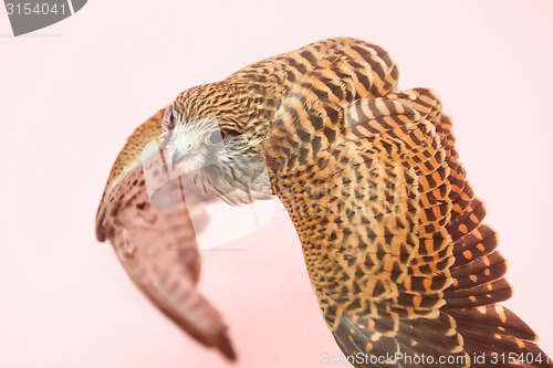 Image of Hawk on human hand