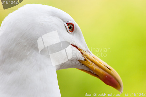 Image of Close up of seagull head