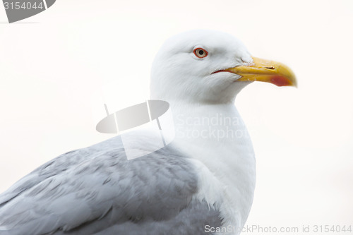 Image of Close up of seagull