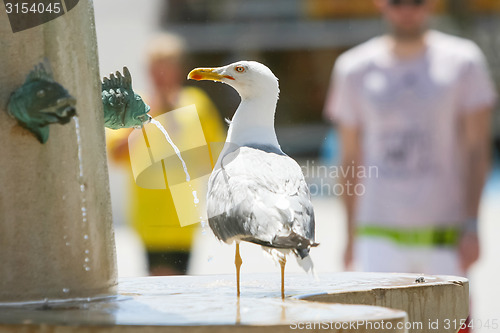 Image of Seagull standing on water fountain