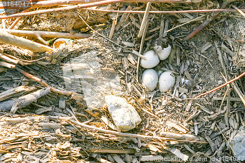 Image of Eggs in bird nest