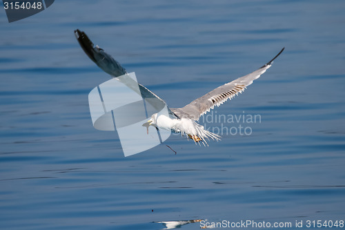 Image of Seagull with fish in beak