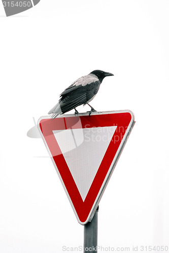 Image of Crow on road sign