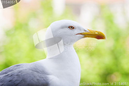 Image of Seagull in nature