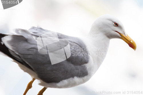 Image of Seagull standing