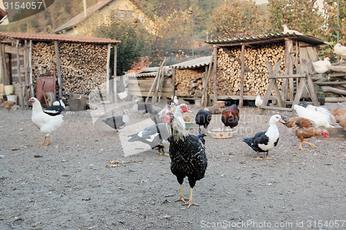 Image of Hens, chickens and ducks in yard