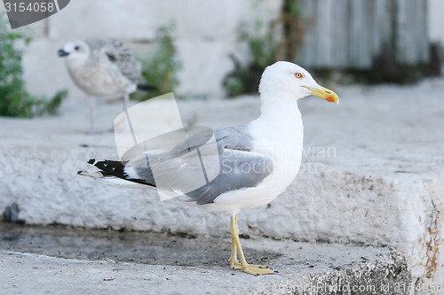 Image of Seagull on concrete