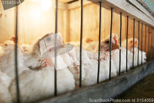 Image of Hens in coop