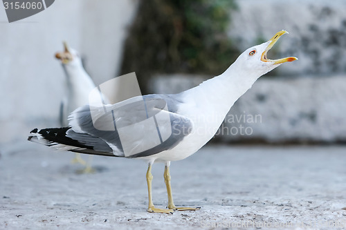 Image of Seagull opening mouth