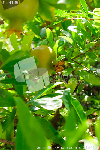 Image of small pomegranate on a tree