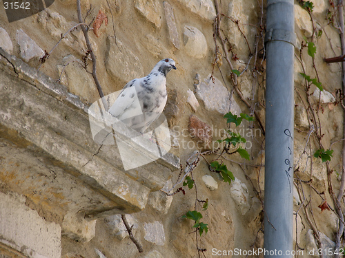 Image of Pigeon and downpipe