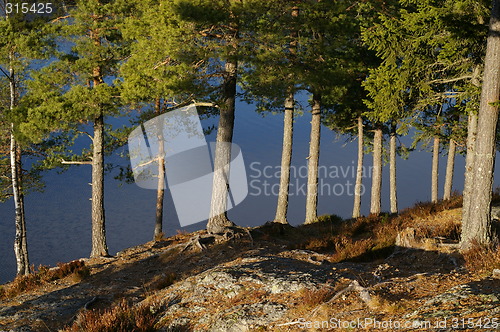 Image of Pine forest