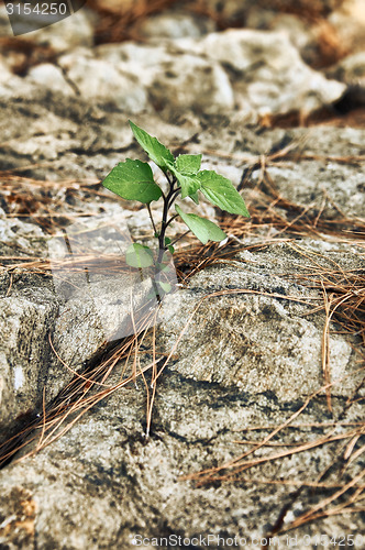 Image of young green sprout