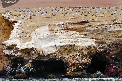 Image of Wild birds on ballestas island, Peru