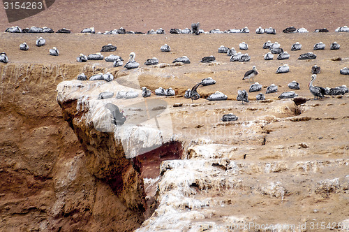 Image of Wild birds and seagull on ballestas island, Peru