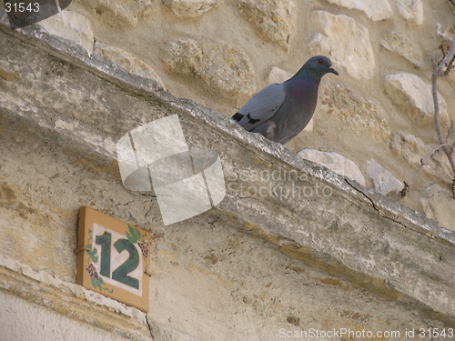 Image of Detail with pigeon
