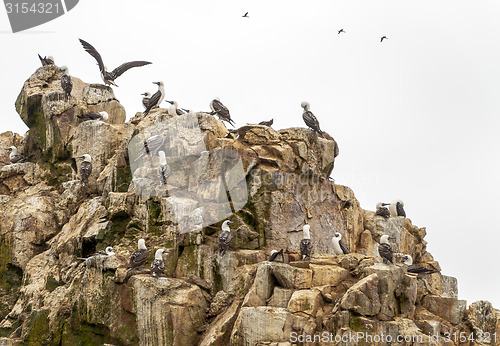 Image of Wild birds and seagull on ballestas island, Peru