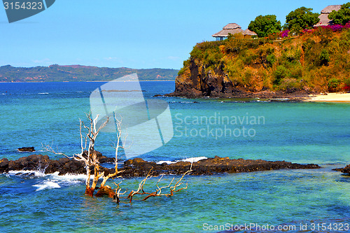 Image of beach seaweed in indian  