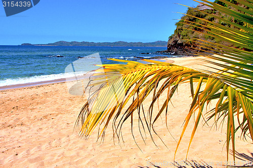 Image of andilana beach seaweed in indian ocean leaf