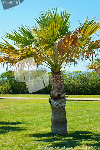 Image of Lonely palm in park