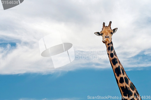 Image of Giraffe neck and head against the clear blue sky